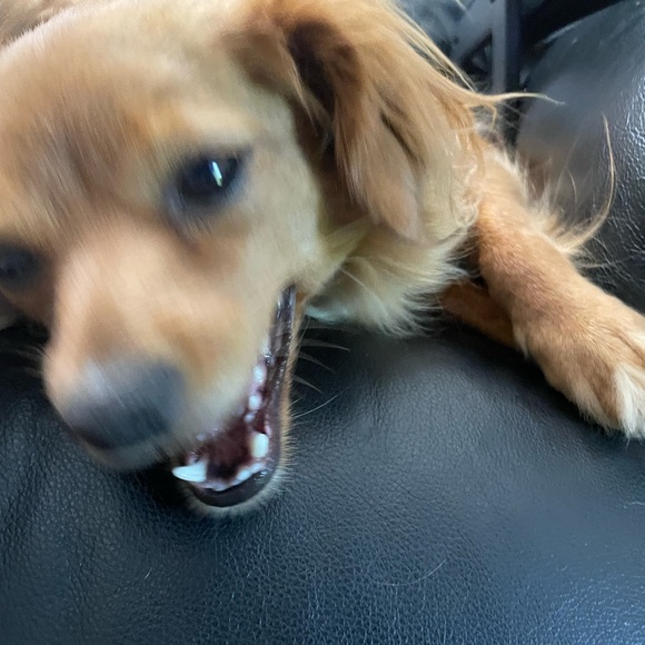 Meet your Posher, Ace - Picture 3 of 5